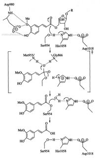 植物生物技术与微生物阿魏酸酯酶研究进展