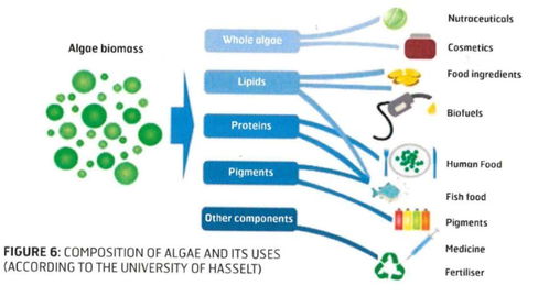 海洋珀莱雅 蓝色生物科技与信息技术融合的未来蓝图