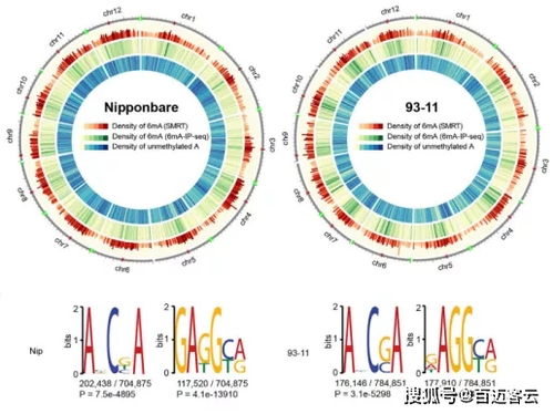 基因组学与信息技术融合 新兴生物技术的创新路径